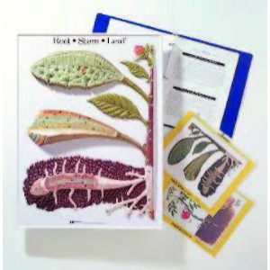 Leaf, Root and Stem Activity Model